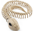 Esqueleto Serpiente de 16x3.5 cm