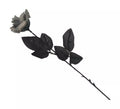 Flor gris Novia Cadáver de tela de 42 cm