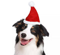 Gorro Navidad para perro