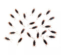Pack de 24 Cucarachas de 7x2 cm