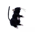 Ratón sobre patas negro de 13 cm