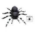 Tarántula de patas blancas de 18x12 cm
