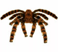 Tarántula Peluda Gigante Moldeable de 65 cm