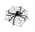 Telaraña con Araña de 240x240 cm